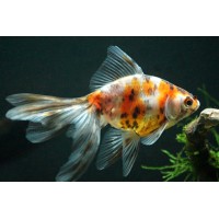 Вуалехвост Ситцевый