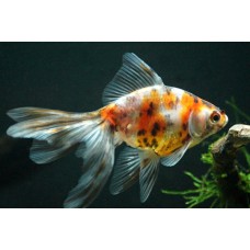 Вуалехвост Ситцевый Вуалехвост Ситцевый