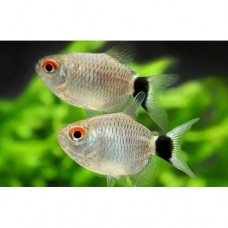 Филомена Баллон Филомена Баллон