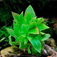 Растение Гигрофила Коримбоза