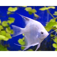 Скалярия Болгарская жемчужина