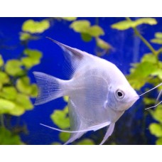 Скалярия Болгарская жемчужина Скалярия Болгарская жемчужина