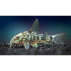 Коридорас Крапчатый Коридорас Крапчатый