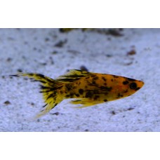 Моллинезия Леопардовая