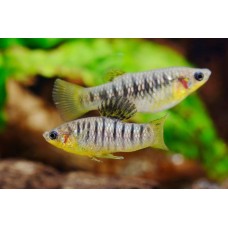 Лимия Чернополосая Лимия Чернополосая