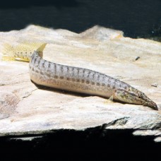 Макрогнатус Панкалус Макрогнатус Панкалус