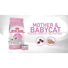 Royal Canin Mother&Babycat для беременных и кормящих, а также для котят