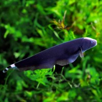 Черный нож рыба