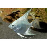 Скалярия Платина