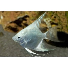 Скалярия Платина