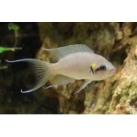 Принцесса Бурунди