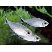 Тетра Коста