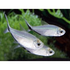 Тетра Коста Тетра Коста