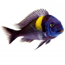 Трофеус Звездчатый Трофеус Звездчатый